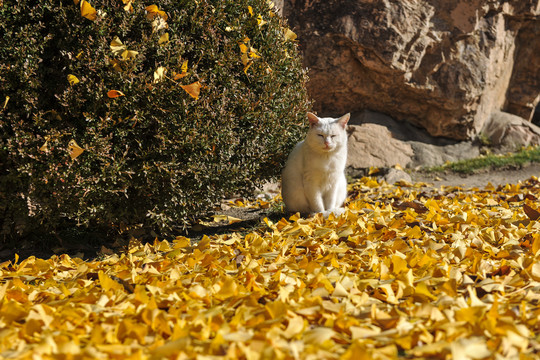 银杏树下的花猫