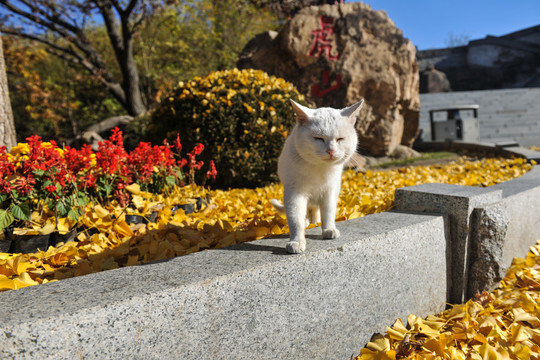 银杏树下的花猫