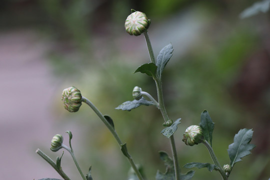 野菊花