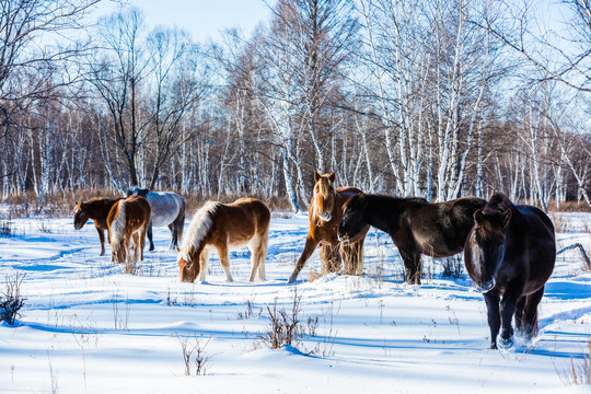冬季白桦林雪地一群马