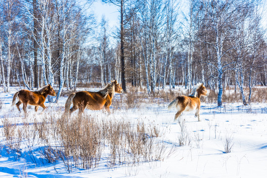 冬季雪地奔跑的马群