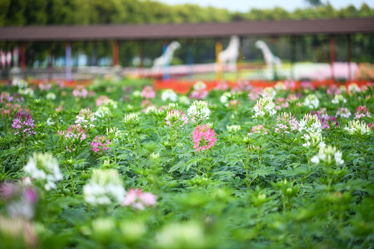 五颜六色的醉蝶花