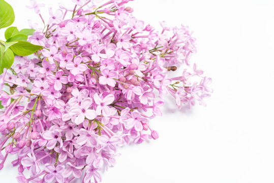 丁香花