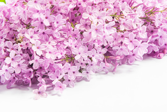 丁香花