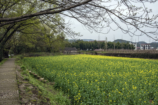 油菜花田