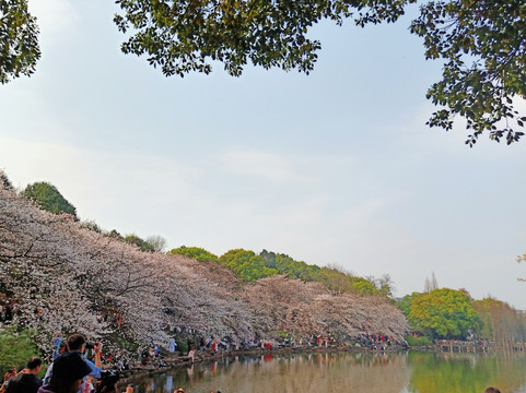 樱花园山水湖