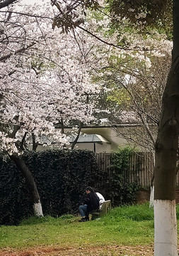 樱花树下的情侣