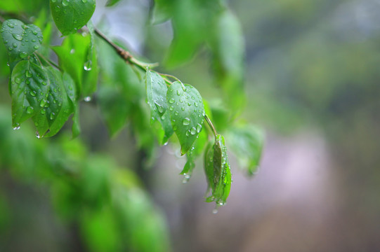 雨后的绿叶