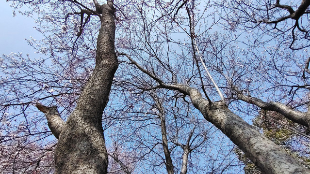 春天的树枝