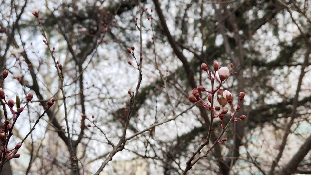 春天的花