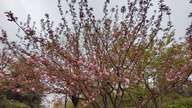 春天的花朵