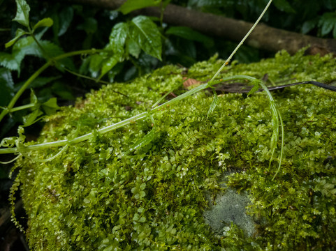 苔藓植物