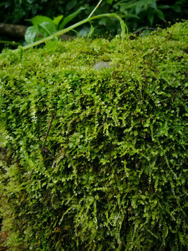 苔藓植物