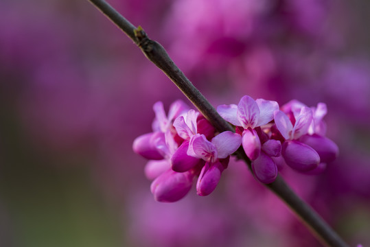 紫荆花