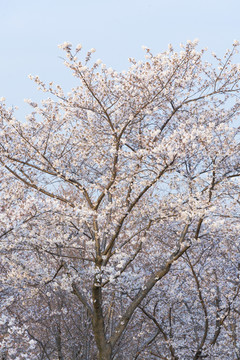 樱花树