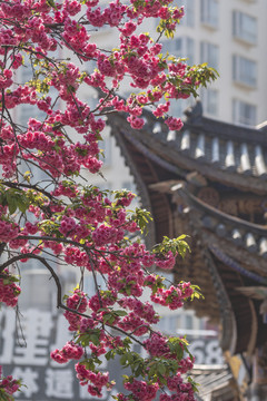 樱花烂漫古建筑飞檐