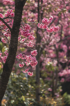 春天逆光盛开的樱花
