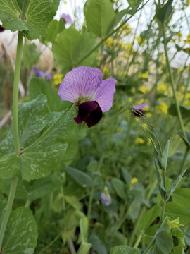 豌豆花