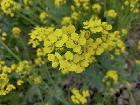 油菜花