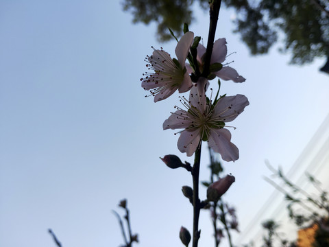 桃花