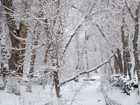 雪景