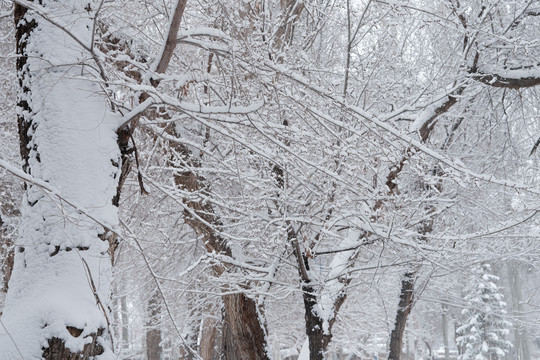 雪景