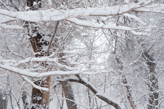 雪景