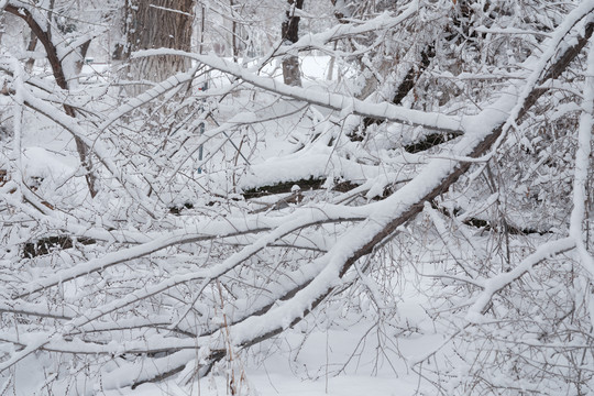 雪景