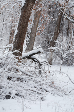 雪景