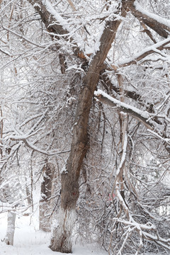 雪景