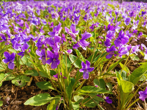 紫花地丁