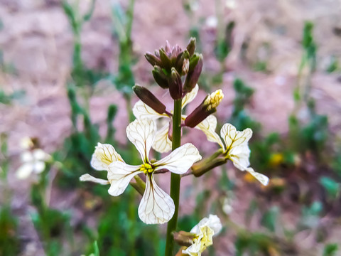 油菜花