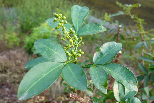 花椒树