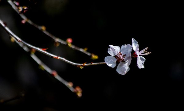 桃花