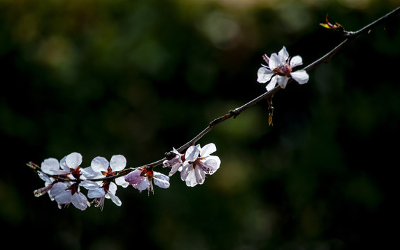 桃花