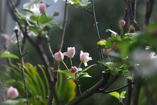 樱花