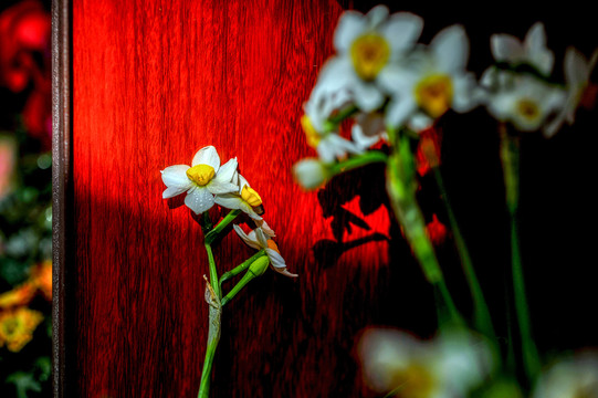 水仙花