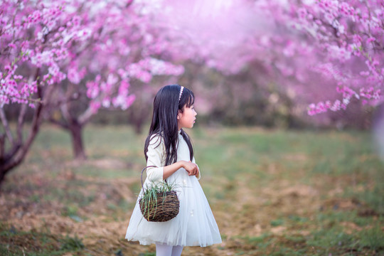 穿白色连衣裙的小女孩在桃花林里