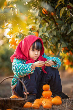 红头巾小女孩在桔园里摘桔子