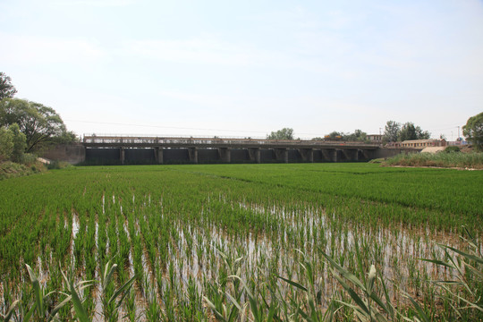 水库中的水稻田