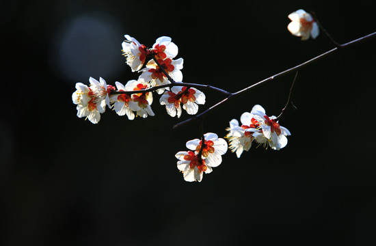 梅花盛开