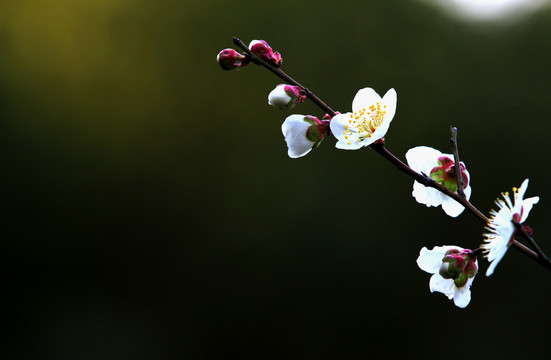 梅花盛开