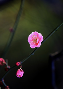 梅花盛开