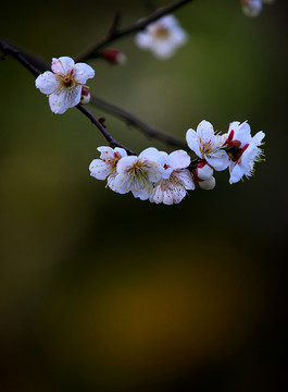 梅花盛开