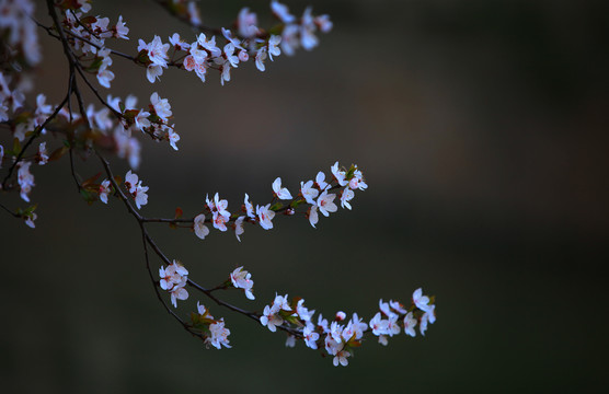 腊梅花