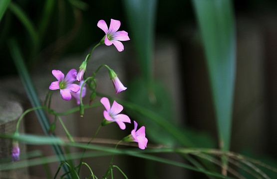 醡浆草