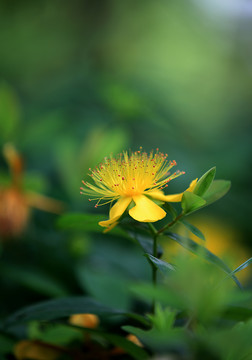 金丝桃花