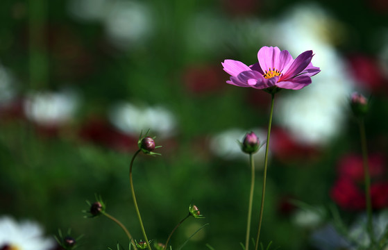 波斯菊