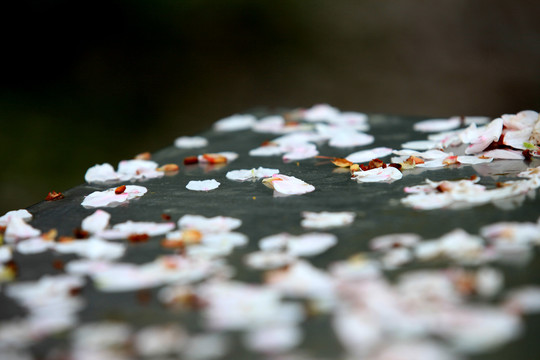 樱花花瓣