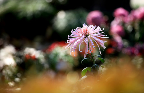 森林公园金秋菊花展